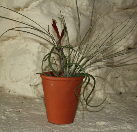 air-plant-abused
